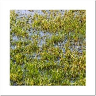 wet grass Posters and Art